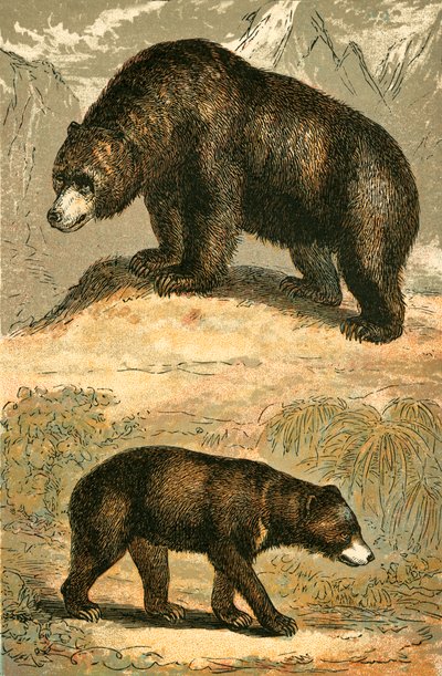 Niedźwiedź grizzly i niedźwiedź malajski autorstwa English School