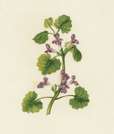 Bluszcz pospolity, Glechoma Hederacea (kolorowa litografia) autorstwa English School
