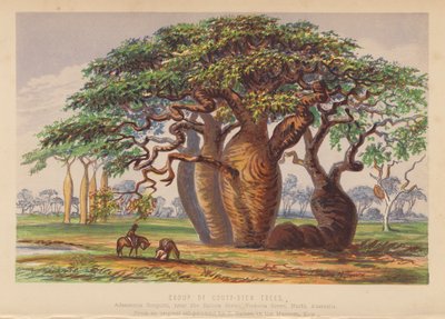 Grupa drzew Couty Stem Trees, Australia (kolorowa litografia) autorstwa English School
