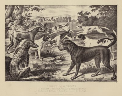 Grupa psów gończych (kolor lito) autorstwa English School