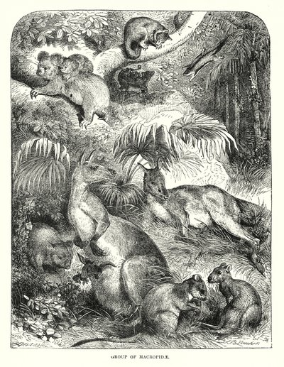 Grupa Macropide (grawerunek) autorstwa English School