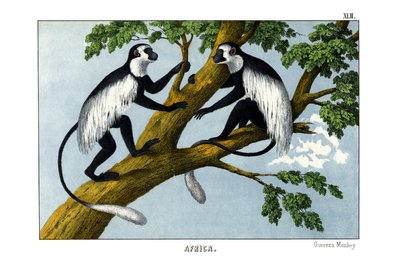 Monkey Guereza autorstwa English School