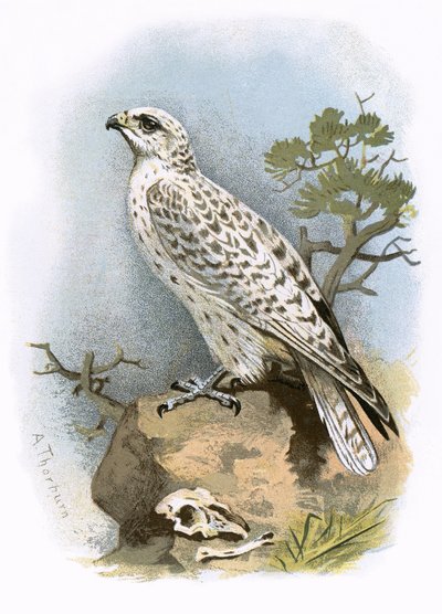 Gyr-Falcon autorstwa English School