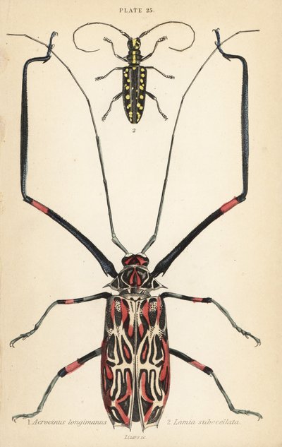 Chrząszcz arlekin , Acrocinus longimanus 1 i chrząszcz kózkowaty , Taeniotes subocellatus autorstwa English School