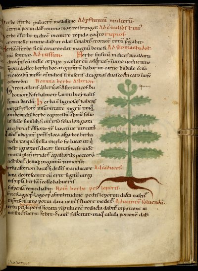 Harley 4986 fol.20 Ziele Asterion (welum) autorstwa English School