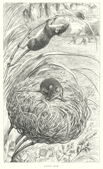 Mysz żniwna (grawerunek) autorstwa English School