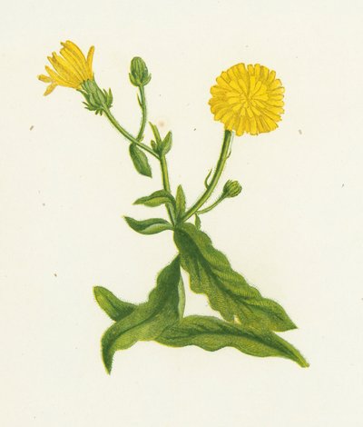Jastrzębiowiec Picris, Picris Hieracioides autorstwa English School