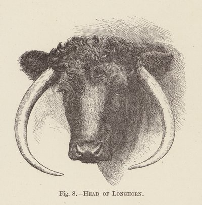 Głowa Longhorna (grawerunek) autorstwa English School