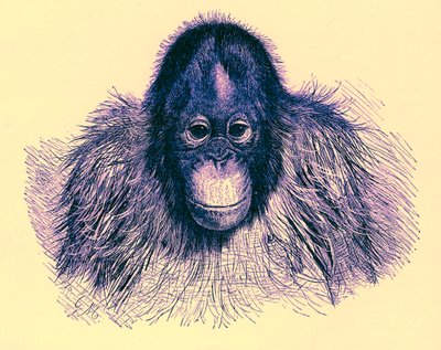 Głowa orangu, ilustracja z The Royal Natural History, opublikowana w 1896 r. (obraz ulepszony cyfrowo) autorstwa English School
