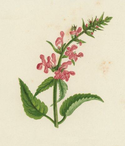 Żywokost lekarski, Stachys Sylvatica (kolor lito) autorstwa English School