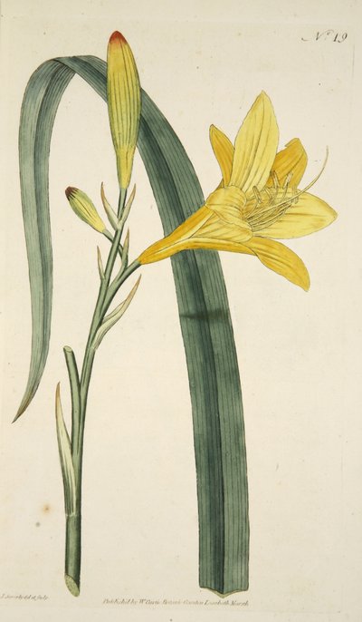 Hemerocallis Flava (żółta lilia dzienna) z The Botanical Magazine lub Flower Garden Displayed, wyd. 1796 (grawerowanie ręcznie kolorowane) autorstwa English School