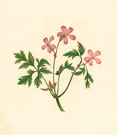 Ziele Roberta lub Biedny Robin, Geranium Robertianum (kolorowa litografia) autorstwa English School