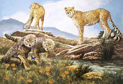 High-Speed Hunter, The Cheetah, ilustracja z Nature