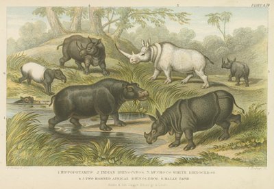 Hipopotam, nosorożec i tapir (kolorowy grawerunek) autorstwa English School