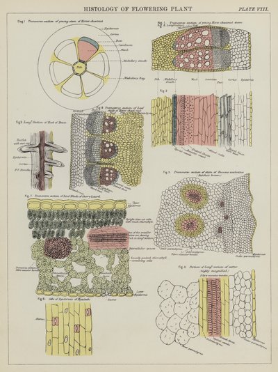 Histologia rośliny kwitnącej (kolor lito) autorstwa English School