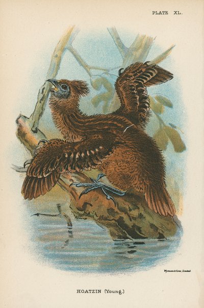 Hoacyna (młoda) autorstwa English School