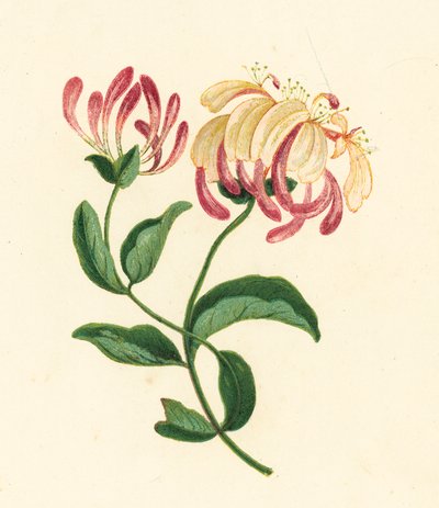 Wiciokrzew, Lonicera Periclymenum (litografia kolorowa) autorstwa English School