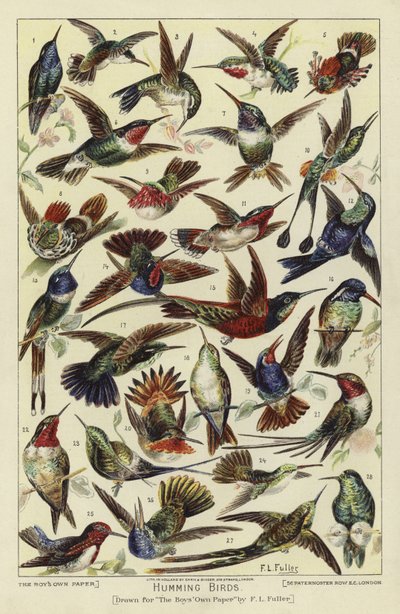 Kolibry autorstwa English School