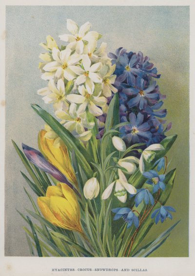 Hyazinthen, Krokusse, Schneeglöckchen und Blausterne von English School