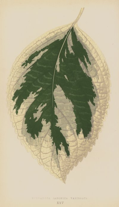 Hortensja japońska Variegata autorstwa English School