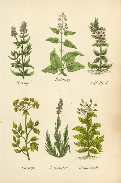 Hyzop, Betonia, Samoleczenie, Lubczyk, Lawenda, Groundsell (kolorowa litografia) autorstwa English School