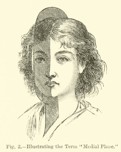 Ilustrowanie terminu płaszczyzna przyśrodkowa autorstwa English School