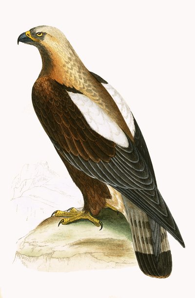 Orzeł cesarski, ilustracja z „Historii ptaków Europy nieobserwowanej na wyspach brytyjskich” Charlesa Roberta Bree (1811-1886), opublikowana w 1867 r. autorstwa English School