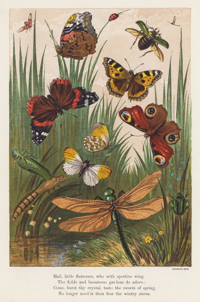 Owady (litografia kolorowa) autorstwa English School