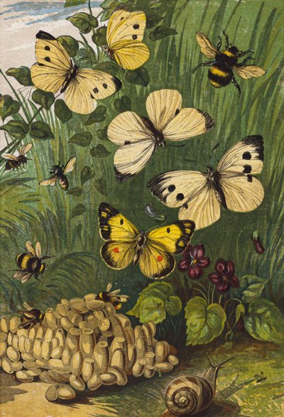 Owady (litografia kolorowa) autorstwa English School