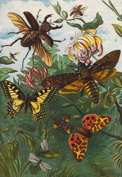 Owady (litografia kolorowa) autorstwa English School