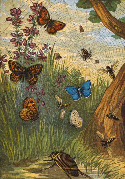 Owady (litografia kolorowa) autorstwa English School