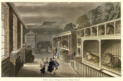 Widok wnętrza Królewskiej Menażerii Politos, Exeter Change, Strand, 1812 (akwatinta) autorstwa English School