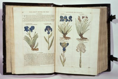Iris (Flowers de-luce), sześć odmian z „Pierwszej księgi historii roślin” Johna Gerarda, opublikowanej 1597 autorstwa English School