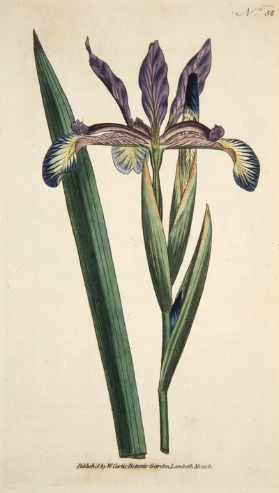 Iris Spuria (Spurious Iris), z The Botanical Magazine lub Flower Garden Displayed, wyd. 1790 (grawerowanie ręcznie kolorowane) autorstwa English School