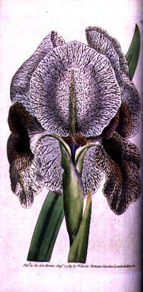 Iris susiana autorstwa English School
