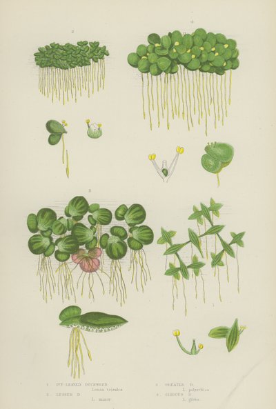 Rzęsa bluszczolistna, Rzęsa Mała, Rzęsa Większa, Rzęsa Gibbous (kolor litho) autorstwa English School
