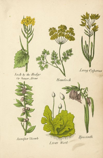 Jack by the Hedge Or Sauce Alone, Hemlock, Long Cyperus, Juniper Shrub, Liver Wort, Hyacinth (color litho) autorstwa English School