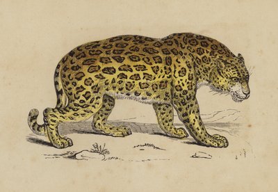 Jaguar (kolor lito) autorstwa English School