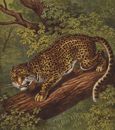 Jaguar (kolor lito) autorstwa English School