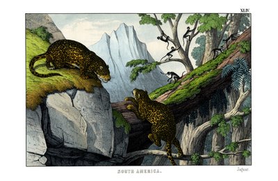 Jaguar autorstwa English School