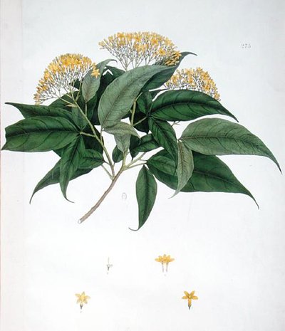 Jasminum Heterophyllum (kolor lito) autorstwa English School
