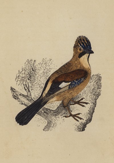 Jay (litografia kolorowa) autorstwa English School