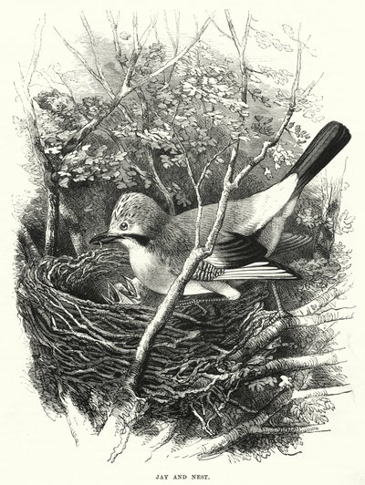 Jay i Nest (grawerunek) autorstwa English School