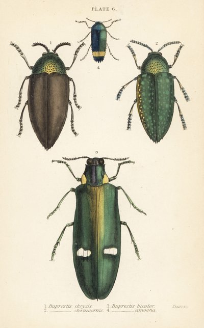 Chrząszcze klejnotowe: Buprestis chrysis 1, Buprestis sternicornis 2 autorstwa English School