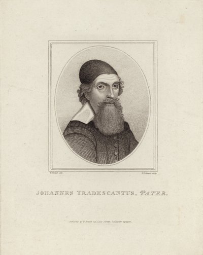 Johannes Tradescantus Pater autorstwa English School