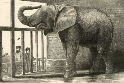 Jumbo, wielki słoń afrykański w ogrodzie zoologicznym (rycina) autorstwa English School
