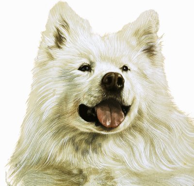 Keeshond autorstwa English School