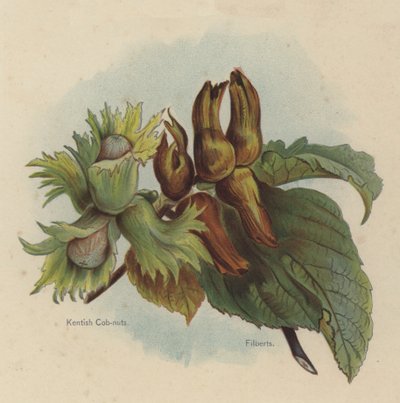 Kentish Cob-nuts, Filberts autorstwa English School