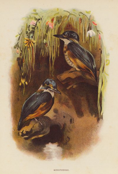 Zimorodki (kolorowa litografia) autorstwa English School