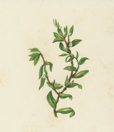 Trawa węzłowa, Polygonum Aviculare (kolorowa litografia) autorstwa English School
